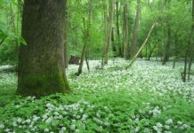 Research: Floodplain forests under threat —