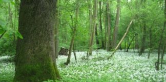 Research: Floodplain forests under threat —