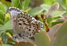 Offbeat: Scientists point out the study’s major flaws —