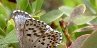 Offbeat: Scientists point out the study’s major flaws —