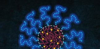 Study: Trail-and-error experimentation in drug design can be omitted by control over location in drugs in molecular delivery package — (Details)