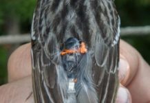 Research: Tiny song bird makes record migration —