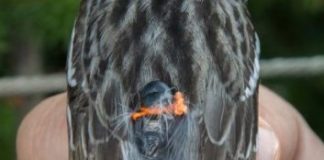 Research: Tiny song bird makes record migration —