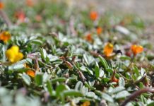 Research: Research focused on interaction between nitrogen-fixing bacteria and their hosts —