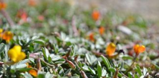 Research: Research focused on interaction between nitrogen-fixing bacteria and their hosts —