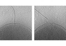 Research: Ejecting flagella could help microbes save energy during nutrient depletion —