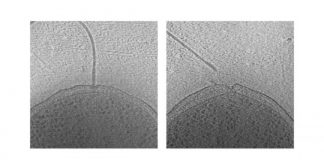 Research: Ejecting flagella could help microbes save energy during nutrient depletion —