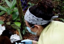 Research: Are there Zika reservoirs in the Americas? Researchers first needed to know if virus could be detected in feces —