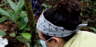 Research: Are there Zika reservoirs in the Americas? Researchers first needed to know if virus could be detected in feces —