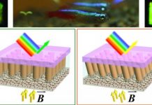 Tech: Fish-inspired material changes color using nanocolumns — (Report)