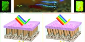 Tech: Fish-inspired material changes color using nanocolumns — (Report)