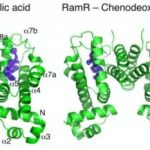 Study: Bile acid-triggered bacterial adaptation characterized — (Details)