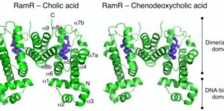 Study: Bile acid-triggered bacterial adaptation characterized — (Details)