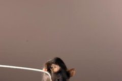 Study: How our body ‘listens’ to vibrations — (Details)