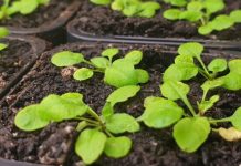 Research: Breakthrough in fight against plant diseases —