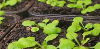 Research: Breakthrough in fight against plant diseases —