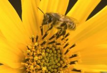 Research: Honey bee colonies more successful by foraging on non-crop fields —