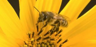 Research: Honey bee colonies more successful by foraging on non-crop fields —