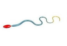 Tech: Mathematicians reveal secret to human sperm’s swimming prowess — (Report)