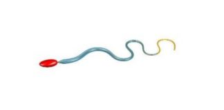 Tech: Mathematicians reveal secret to human sperm’s swimming prowess — (Report)