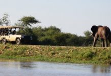 Research: Wildlife tourism may negatively affect African elephants’ behavior —