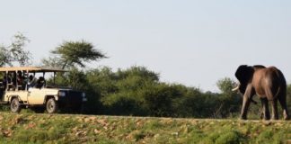 Research: Wildlife tourism may negatively affect African elephants’ behavior —