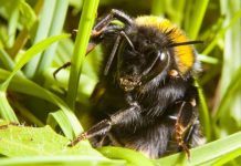 Research: Beware of sleeping queen bumblebees underfoot this spring —