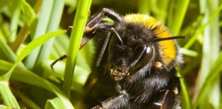 Research: Beware of sleeping queen bumblebees underfoot this spring —