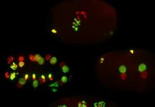 Research: Effects on offspring of epigenetic inheritance via sperm —