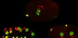 Research: Effects on offspring of epigenetic inheritance via sperm —