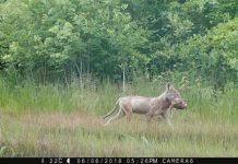 Research: The recent spread of coyotes across North America did not doom deer populations —