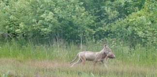 Research: The recent spread of coyotes across North America did not doom deer populations —