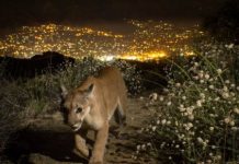 Research: Conservation strategies focused on connectivity and coexistence could help —