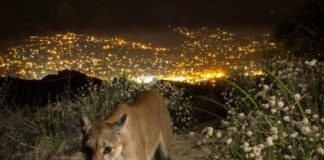 Research: Conservation strategies focused on connectivity and coexistence could help —