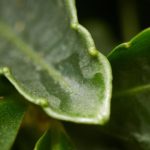 Study: Active substance from plant slows down aggressive eye cancer — (Details)