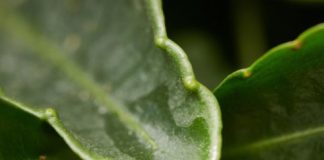 Study: Active substance from plant slows down aggressive eye cancer — (Details)