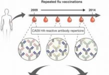 Research: Antibodies from earlier exposures affect response to new flu strains —