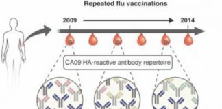 Research: Antibodies from earlier exposures affect response to new flu strains —