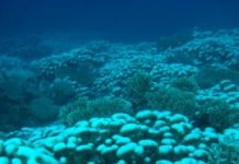 Research: Research based on analysis of field observations from 20-year global coral survey —