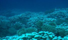 Research: Research based on analysis of field observations from 20-year global coral survey —