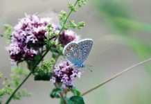 Research: High-intensity agriculture reduces number of butterfly species in adjacent areas —