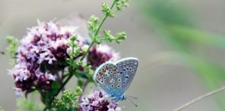 Research: High-intensity agriculture reduces number of butterfly species in adjacent areas —