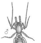 Research: Mating habits provide new insight into the ‘mating march’ —