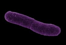 Research: New mobile element found in mosquito parasite has potential for disease control —