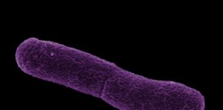 Research: New mobile element found in mosquito parasite has potential for disease control —