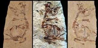 Research: Feathers revealed in a 125 million-year-old fossil of a bird hatchling shows it came out of the egg running —