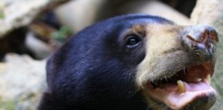 Research: First time exact facial mimicry has been seen outside of humans and gorillas —