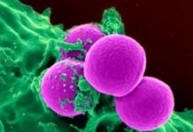 Research: Solving the efficiency of Gram-negative bacteria —