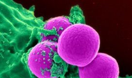 Research: Solving the efficiency of Gram-negative bacteria —