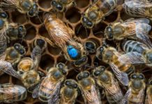 Research: Gene editing quickly reveals gene’s necessary influence on nutrition’s effect —